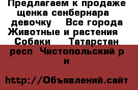 Предлагаем к продаже щенка сенбернара - девочку. - Все города Животные и растения » Собаки   . Татарстан респ.,Чистопольский р-н